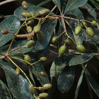 Marking Nut Tree — mature tree | Forestry and reforestation seeds | SeedsCart