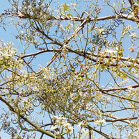 Marking Nut Tree — seed packet | Buy tree seeds online India | SeedsCart