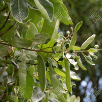 Marking Nut Tree (Semecarpus anacardium)