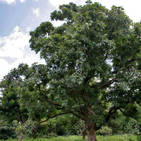 Marking Nut Tree (Semecarpus anacardium)
