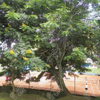 Cassia siamea