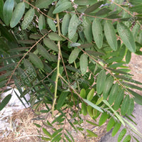 Cassia siamea