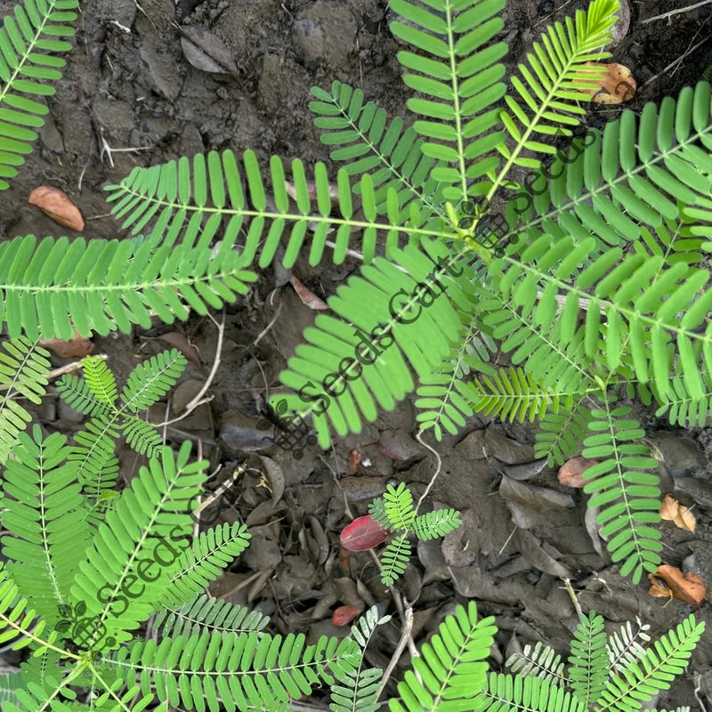 seeds and plants online india Buy Yellow Pea Bush Seeds (Sesbania cannabina) Online
