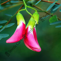 Hummingbird Tree — mature tree | Forestry and reforestation seeds | SeedsCart