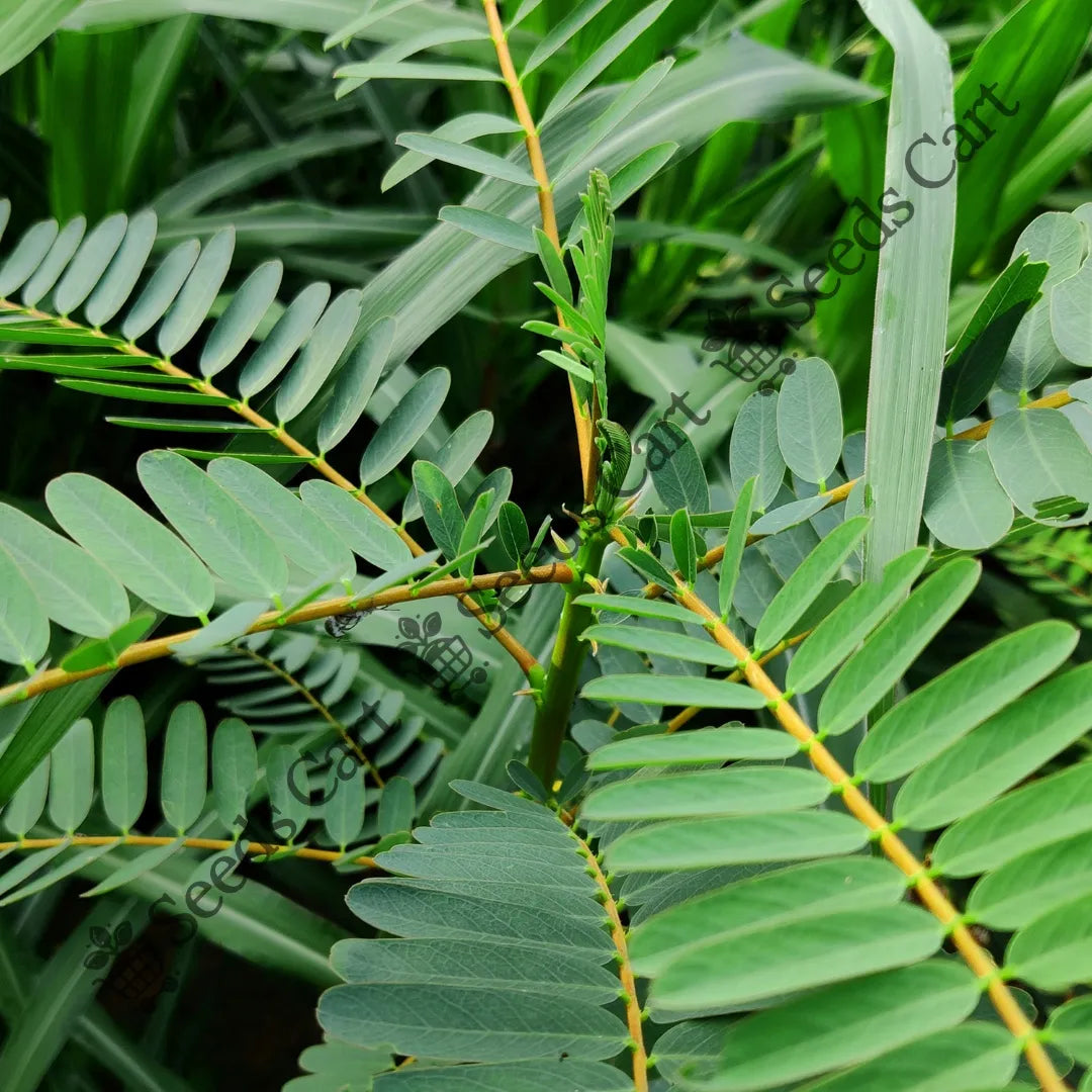 Buy Hummingbird Tree (Sesbania grandiflora) Online | SeedsCart