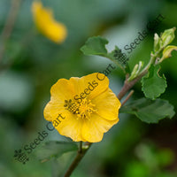 Common Wireweed Seeds — plant growing in garden | Non-GMO vegetable seeds | SeedsCart