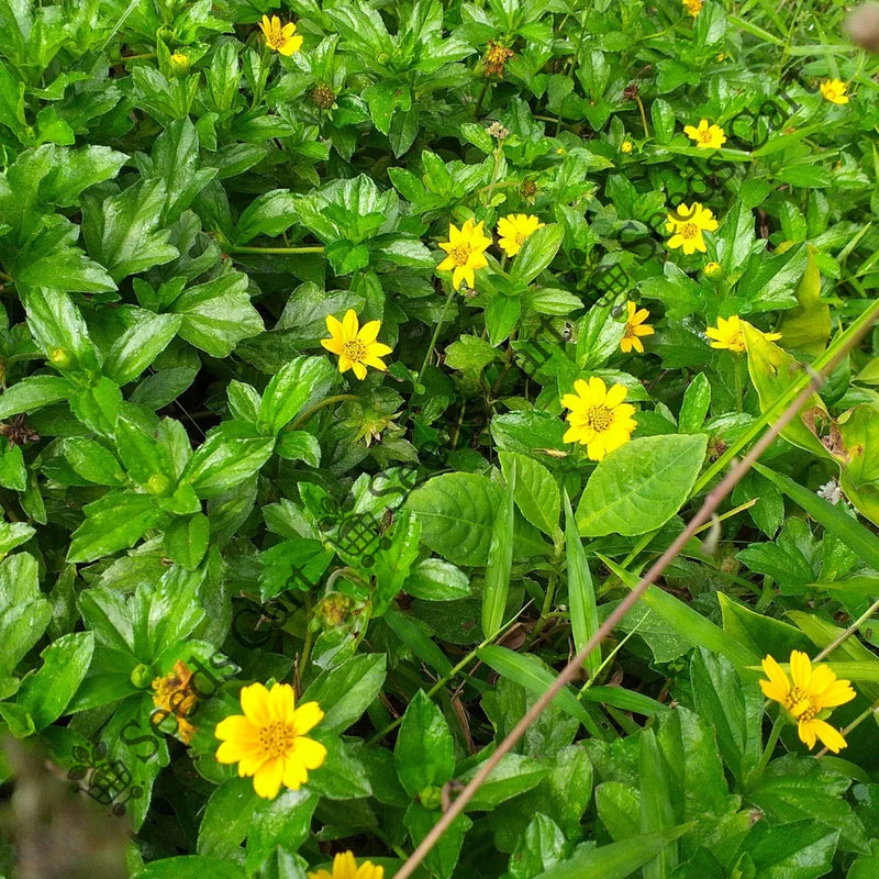 seeds and plants online india Buy Common Wireweed Seeds (Sida acuta) Online