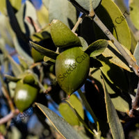 Jojoba Seeds — plant growing in garden | Non-GMO vegetable seeds | SeedsCart