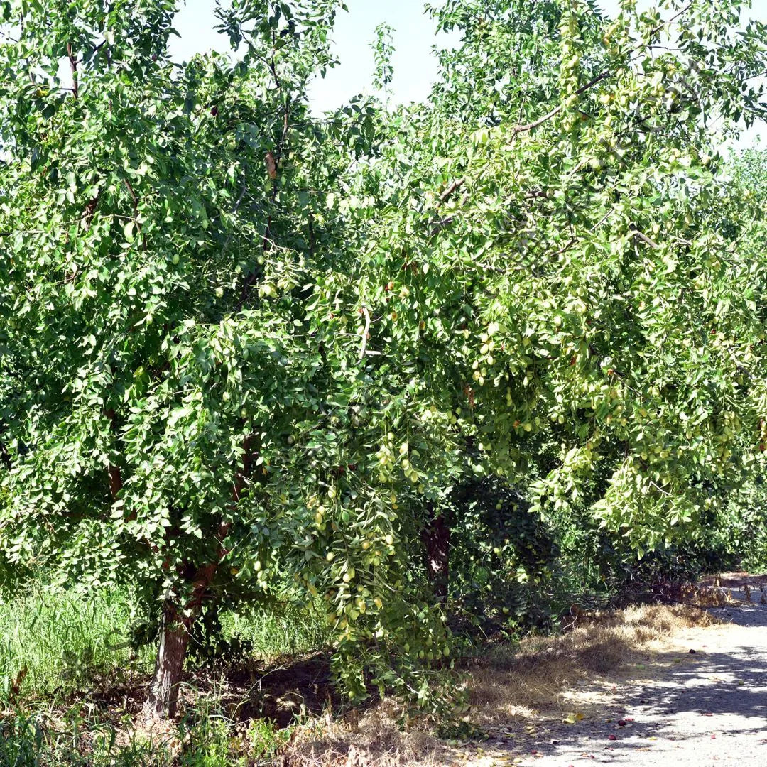 Jojoba Seeds — seed packet | Buy vegetable seeds online India | SeedsCart