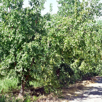 Jojoba Seeds — seed packet | Buy vegetable seeds online India | SeedsCart