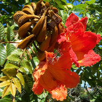 Spathodea campanulata