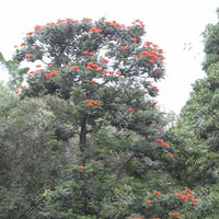 Spathodea campanulata