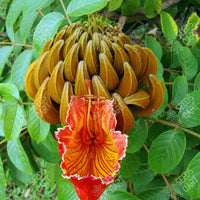 Spathodea campanulata