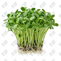 Sunflower Microgreen Seeds