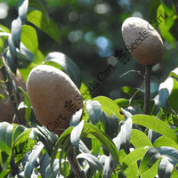 West Indian Mahogany Seeds — plant growing in garden | Non-GMO vegetable seeds | SeedsCart
