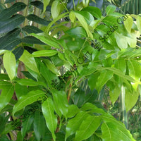 West Indian Mahogany Seeds — seed packet | Buy vegetable seeds online India | SeedsCart