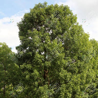 Swietenia macrophylla