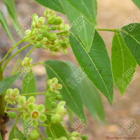 Swietenia macrophylla