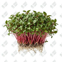 Swiss Chard Red Microgreen Seeds
