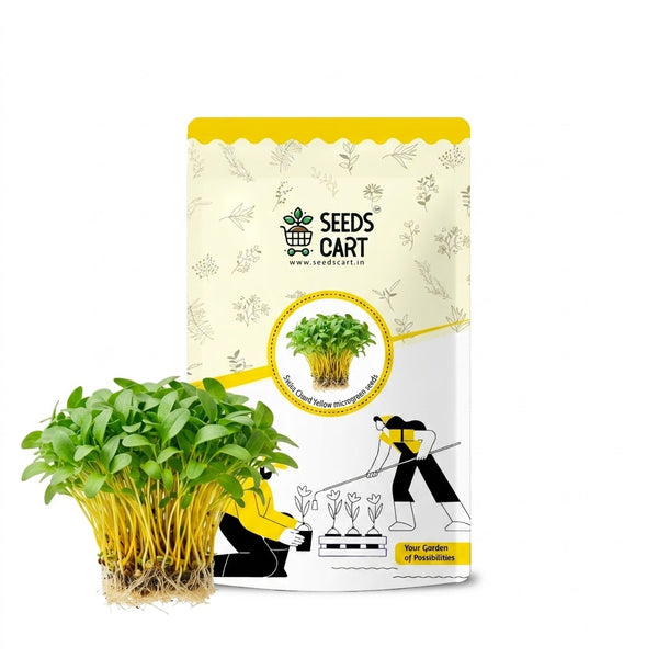 Swiss Chard Yellow Microgreen Seeds