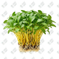 Swiss Chard Yellow Microgreen Seeds