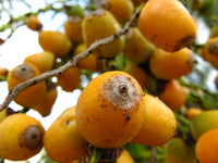 Syagrus romanzoffiana Seeds (Queen Palm)