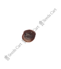 Tamarind Seeds — mature plant in pot | Kitchen garden seeds | SeedsCart