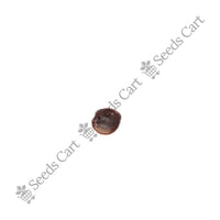 Tamarind Seeds — seeds close-up | High germination rate | SeedsCart