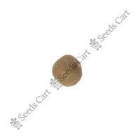 Teak Seeds — tree leaves close-up | Native Indian tree seeds | SeedsCart