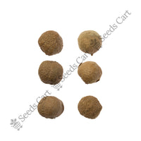 Teak Seeds — tree seeds | Agroforestry seeds India | SeedsCart