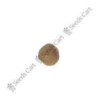 Teak Seeds — growing sapling | Tree plantation seeds | SeedsCart