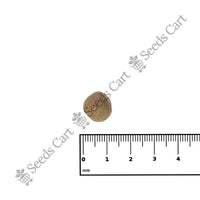 Teak Seeds — full grown tree | ISF certified tree seeds | SeedsCart