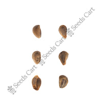 Indian Tulip Tree — tree seeds | Agroforestry seeds India | SeedsCart