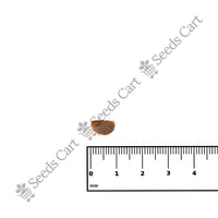 Indian Tulip Tree — full grown tree | ISF certified tree seeds | SeedsCart