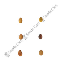 Egyptian Clover Seeds — harvest ready plant | Grow at home India | SeedsCart