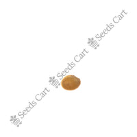 Egyptian Clover Seeds — seeds close-up | High germination rate | SeedsCart