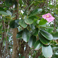 Tabebuia rosea