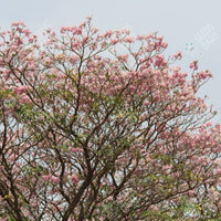 Tabebuia rosea