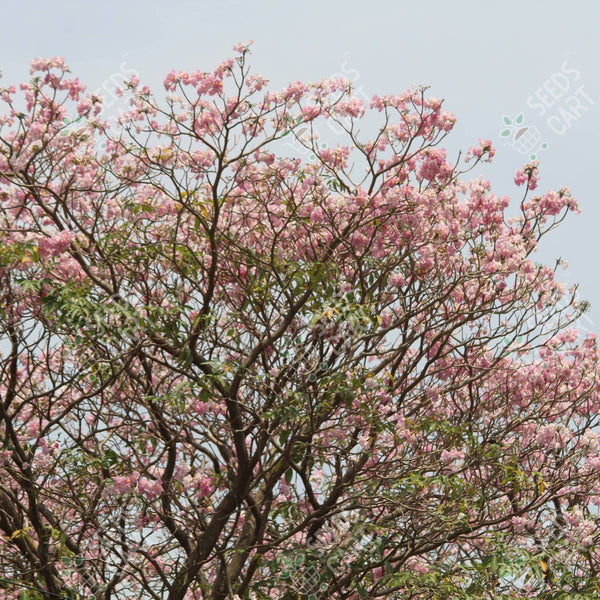 Tabebuia rosea
