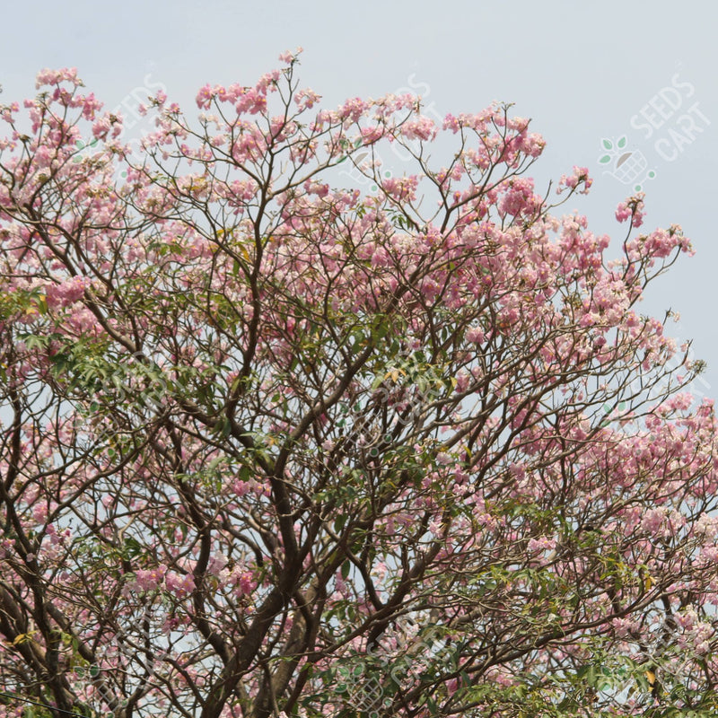 Tabebuia rosea