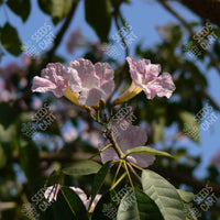 Tabebuia rosea