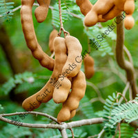 Tamarind Seeds — plant growing in garden | Non-GMO vegetable seeds | SeedsCart