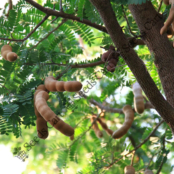 Tamarind Seeds — seed packet | Buy vegetable seeds online India | SeedsCart