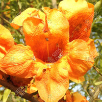 Tecomella undulata