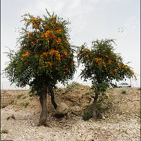 Tecomella undulata