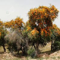 Tecomella undulata