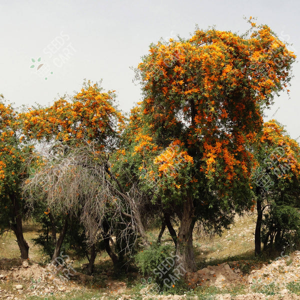 Tecomella undulata