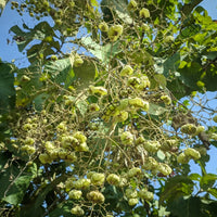 Teak Seeds — mature tree | Forestry and reforestation seeds | SeedsCart