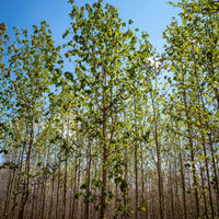 Teak Seeds — seed packet | Buy tree seeds online India | SeedsCart