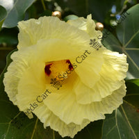 Indian Tulip Tree — mature tree | Forestry and reforestation seeds | SeedsCart